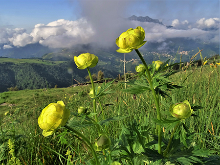 Rif. Capanna 2000 ad anello con fiori e nebbia-6giu23 - FOTOGALLERY